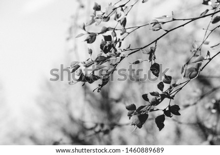 Closeup monochrome blooming tree flowers