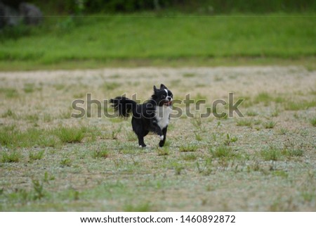 It is a picture of Chihuahuas taking a walk

