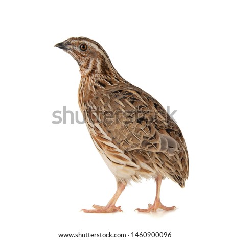 Wild quail, Coturnix coturnix, isolated on a white background. Royalty-Free Stock Photo #1460900096