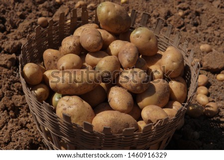 Picture of harvesting potatoes - Organic potatoees