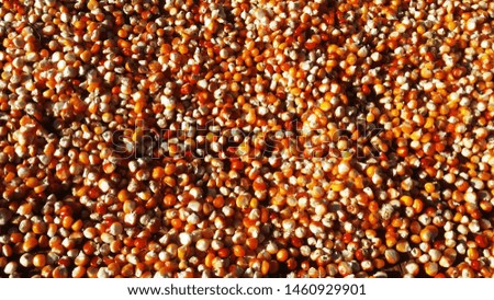 nature background of red brown corn 