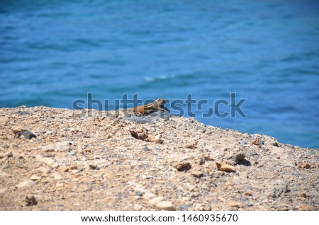 Squirrel on the Top of The Cliff with the Ocean Behind in Fuerteventura, Canary Islands
