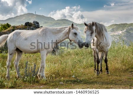 Horses in Lovcen National Park, Montenegro with mountains in the background