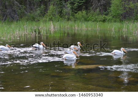 American white pelicans along a river in  Northern Saskatchewan, Canada.