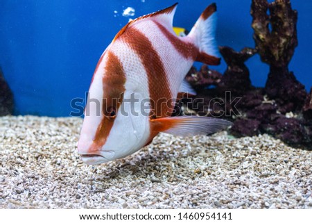  About sea fish and fresh water fish in Aquarium
