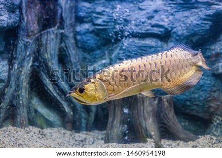  About sea fish and fresh water fish in Aquarium
