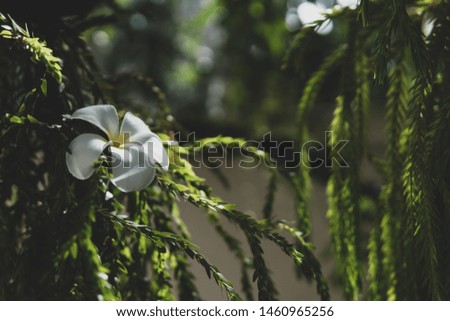 plumeria (frangipani) flowers with blurred background in the dark tone, copyspace.