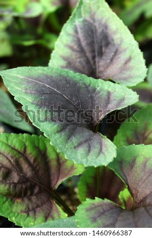 Verical closeup of the purple-and-green, heart-shaped leaves of 'Heartthrob' violet (Viola 'Heartthrob')