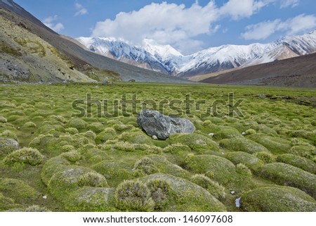 Green field and snow mountain range background, Leh Ladakh, India