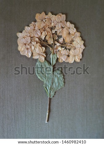 A beautiful dry flower is on the grey fabric. Delicate picture herbarium is for decoration and design Wallpaper close-up.