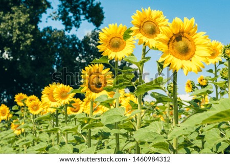 Sunflowers bloom on the field in Kiev region, Ukraine