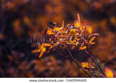 Beautiful view of light shining through autumn leaves of blueberry twigs. Bright autumnal background with red  blueberry leaves. Filled full frame picture. Sunny day.  Blueberries in forest.