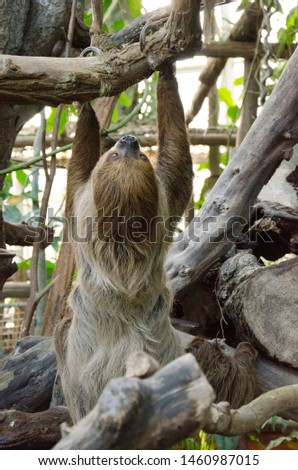 sloth climbs on a tree