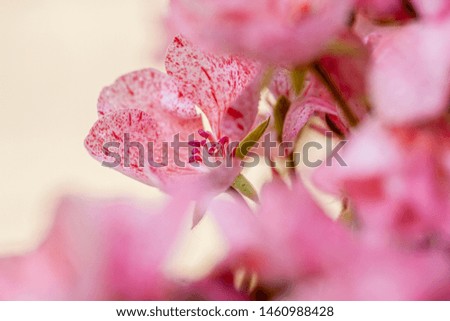 close up of Pink blooms of pelargonium