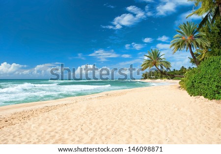 Untouched sandy beach with palms trees and azure ocean in background  