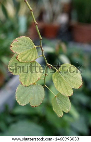 leaves in the form of hearts on a thin twig

