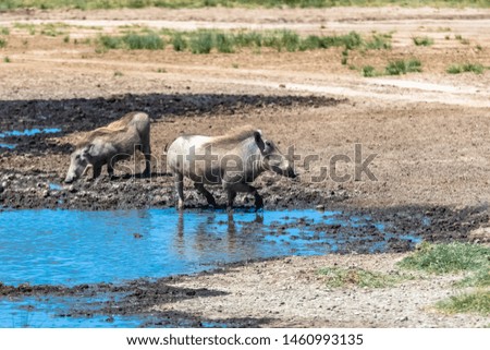 Warthogs drinking in the pond in the Serengeti park in Tanzania
