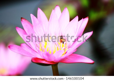 bee on pink lotus at noon