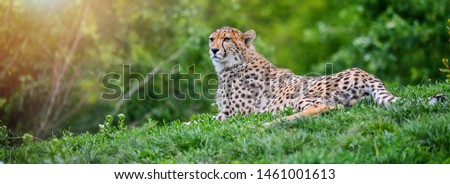 Cheetah resting in green grass in Africa (Acinonyx jubatus). 