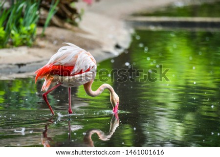 Flamingo pink bird in beautiful water pond.