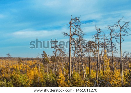Bright autumnal forest in Sweden Scandinavia. The picture was taken in Tyresta national park. Swedish northern nature background with colorful fall foliage and tall dead pine trees. Sunny day.