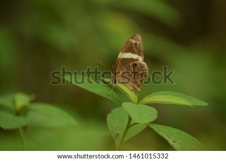 lovely picture of banded treebrown ( lethe confusa) butterfly sitting on leaf.