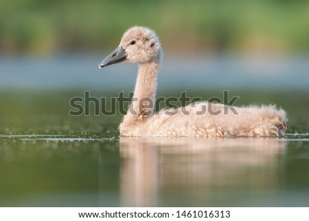 Mute swan (Cygnus olor) duckling, amazing duck from a beautiful pond, Czech Republic