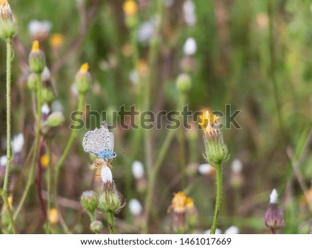 Little blue butterfly sitting on a wild-growing plant flower. Narrow depth of field, blurred floral background