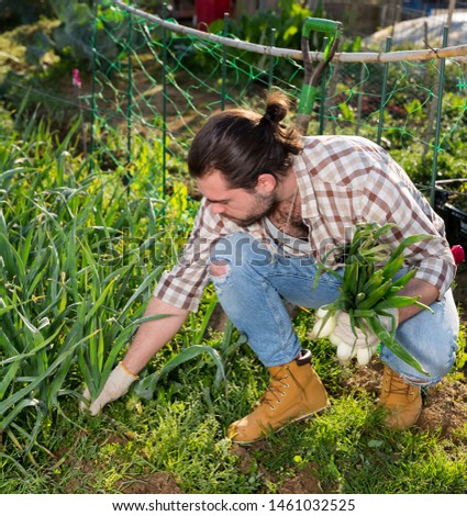 Gardener harvesting onions from the garden