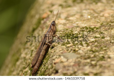 stunning picture of grasshopper sitting on stone.