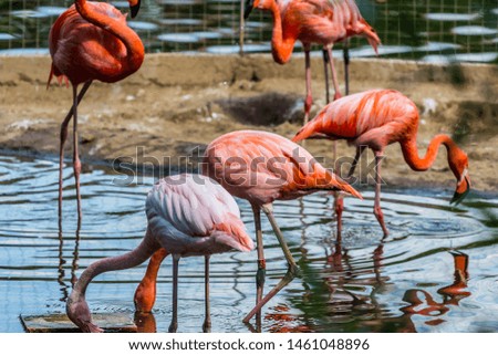 Flock of beautiful and graceful flamingo on the pond. Waterfowl birds in the city.