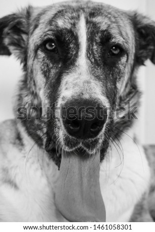 Lovely spanish mastiff dog photography