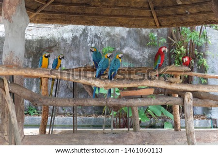 The beautiful parrot, red-blue-yellow macaw, birds sitting on the branch,