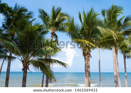 Coconut palm tree with blue sky and clouds on the background