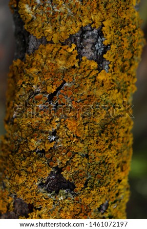Xanthoria Lichen close up on a tree trunk