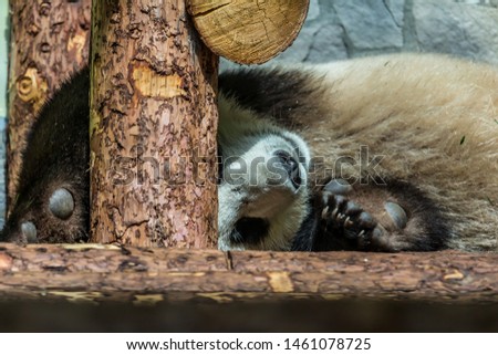 Cute cub of giant panda sleeping on the wood. Funny and cute animals of the world. Animals of China.