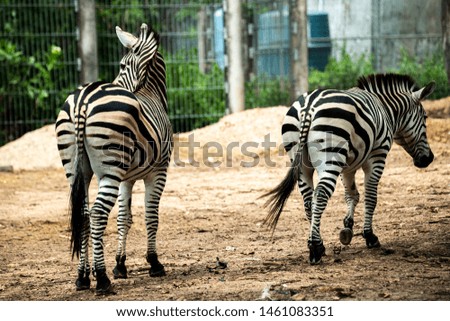 Two young zebras walk turn back in the fresh morning day at zoo
