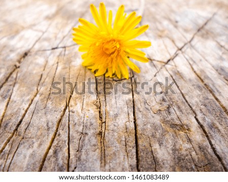 Yellow dandelion on a wooden table. background image