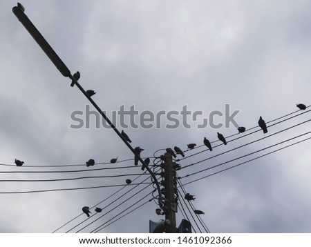 Picture of an electric pole with a bird sitting in the rain.