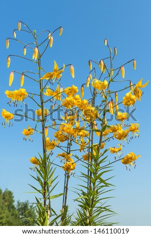 Yellow tiger lily flowers against blue sky