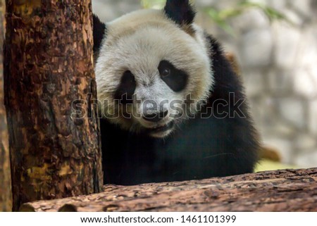 Portrait of cub of panda bear close up. Cute animals of the world. China animals.