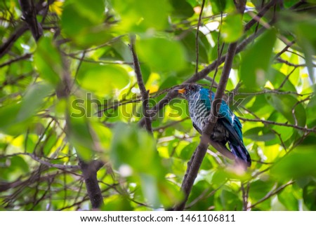 Asian Emerald Cuckoo bird. / Beautiful Asian Emerald Cuckoo Bird (Chrysococcyx maculatus).