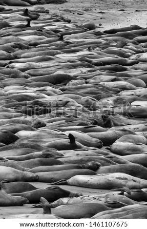 Conceptual image of beach packed with sleeping elephant seals in black and white.  Monochromatic image created by curves in sleeping bodies.