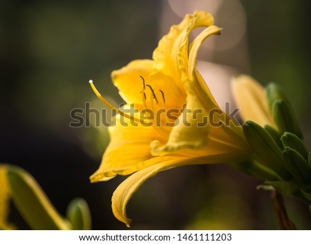 bright yellow day lilies, dark background with shallow depth of field
