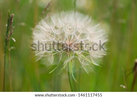 giant puff ball seed head, western salsify macro image with shallow depth of field