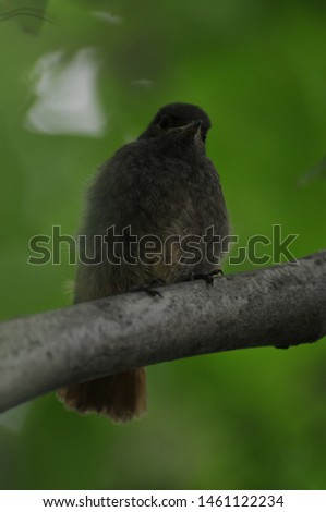 
nightingale nestling sits on a tree