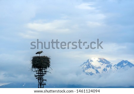 storks build a house on a high pole