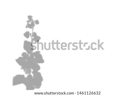 The shadow of the plant on the white wall. Flowers mallow. Black and white summer background for photo overlay or mockup.