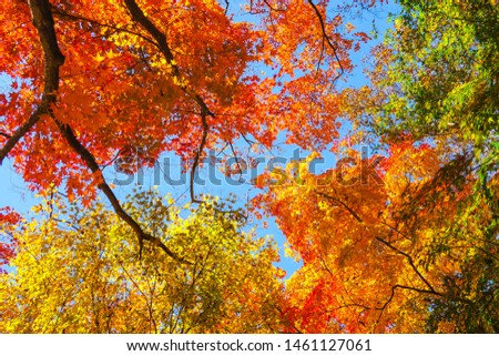 Colourful red and yellow maple leafe under the maple tree during autumn in South Korea,Maple red background.