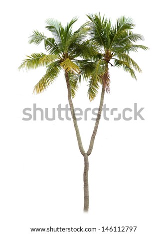 special coconut tree 2 top isolated